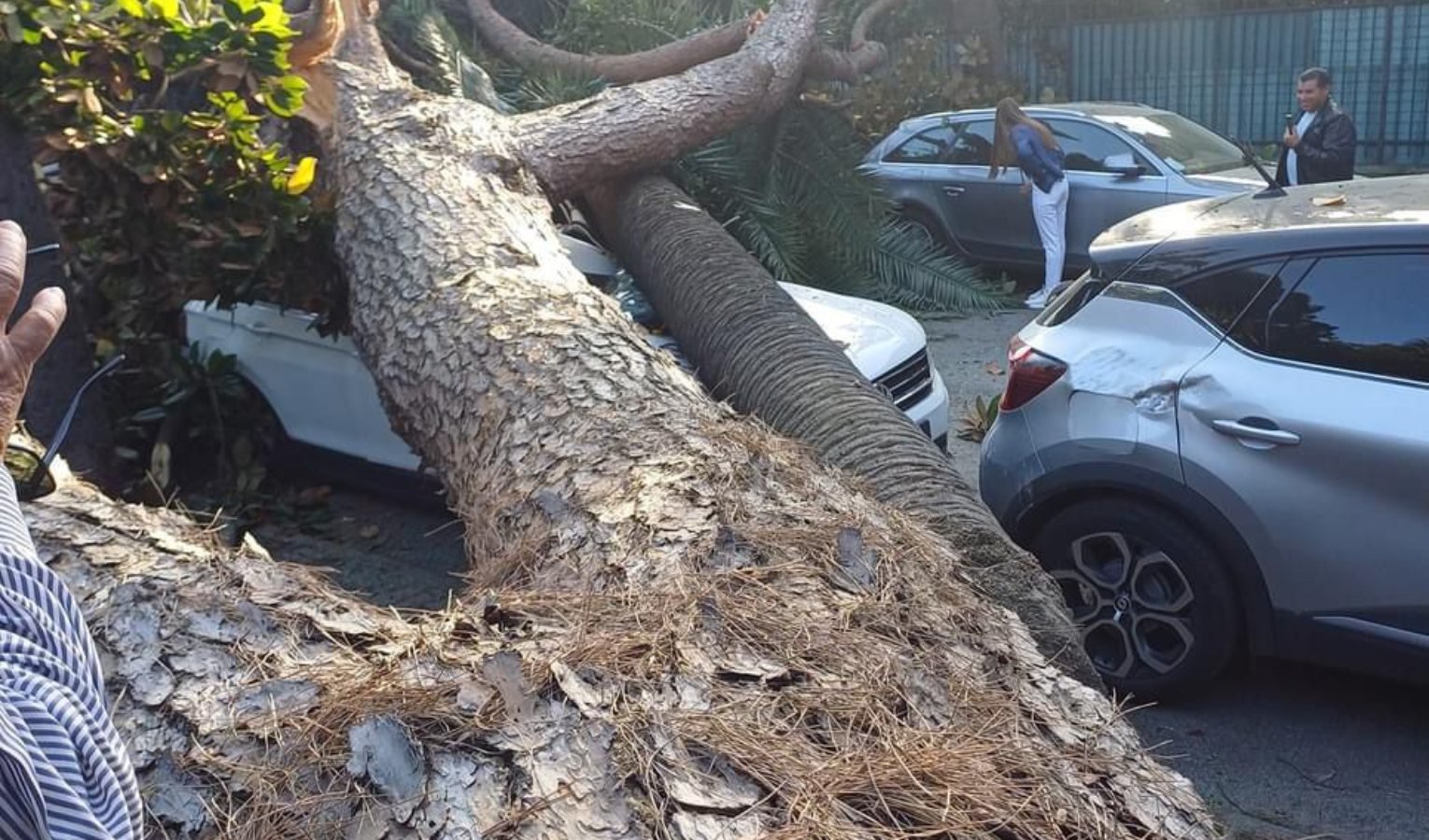 Paura a Rapallo, albero crolla sulle auto parcheggiate