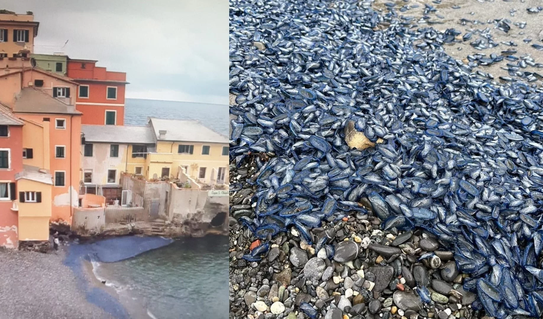 Genova Spiagge Invase Dalle Velelle Decine Di Chiamate Alla