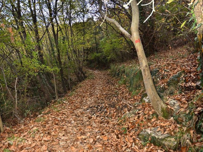 Si nasconde per tre mesi nei boschi di Genova per sfuggire all'arresto: preso