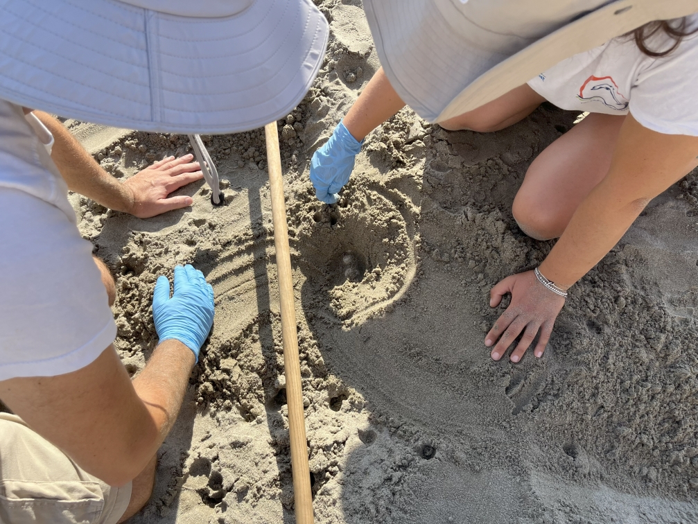 Tartarughe marine in Liguria: due nidi a Varazze e Laigueglia
