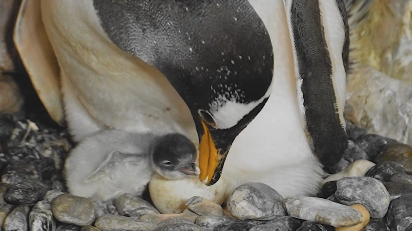 Nuovi arrivi all'Acquario di Genova: un pulcino Papua e due piccoli