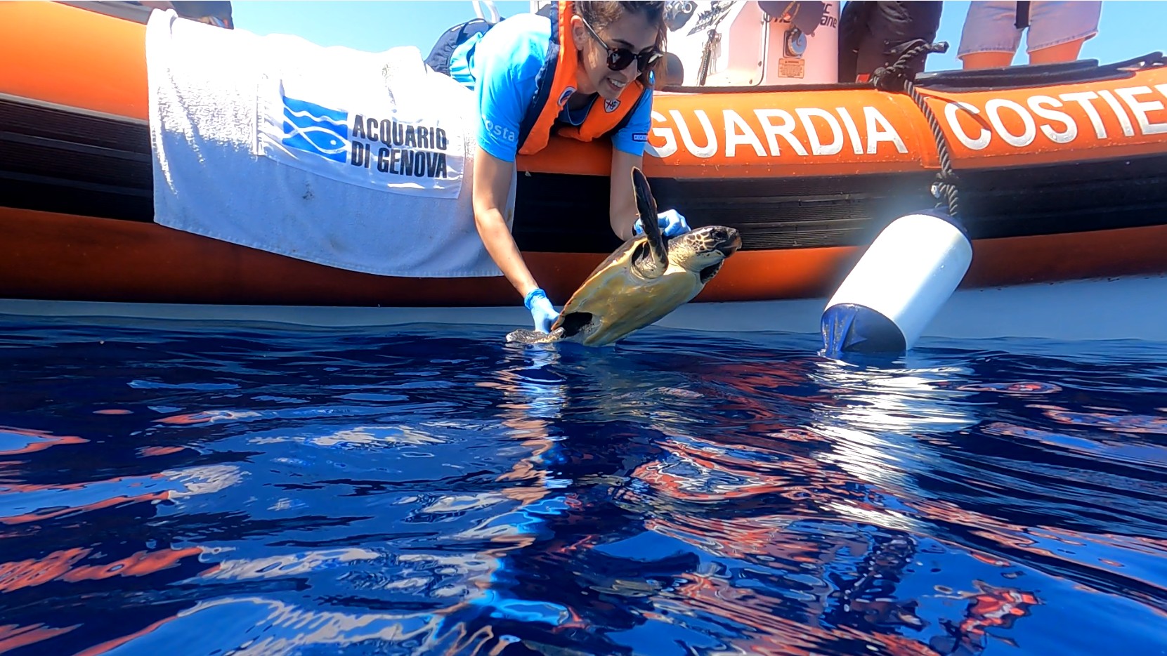 Torna al mare la tartaruga Waszp soccorsa ad Imperia in aprile