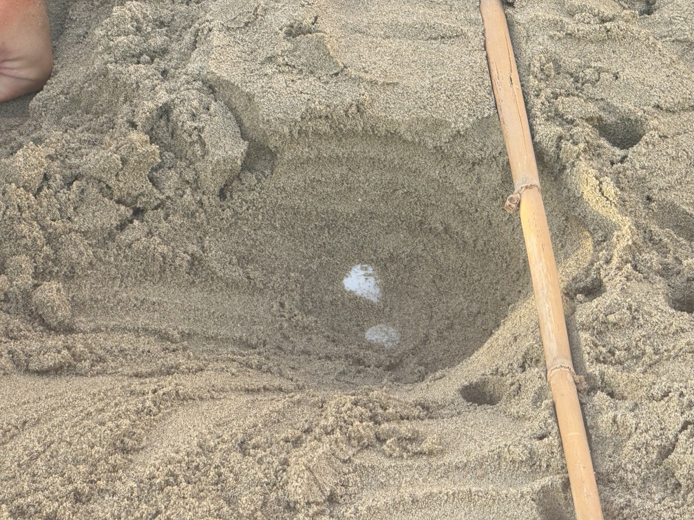 Tartarughe marine, nuove schiuse a Sarzana, Riva Ligure e Imperia