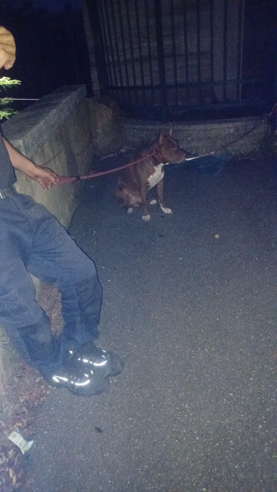 Cane abbandonato in un cimitero, salvato da una chiamata anonima