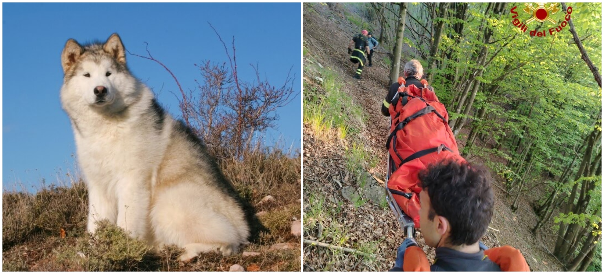 Alaskan Malamute stremato dal trekking: elisoccorso per cane e proprietaria