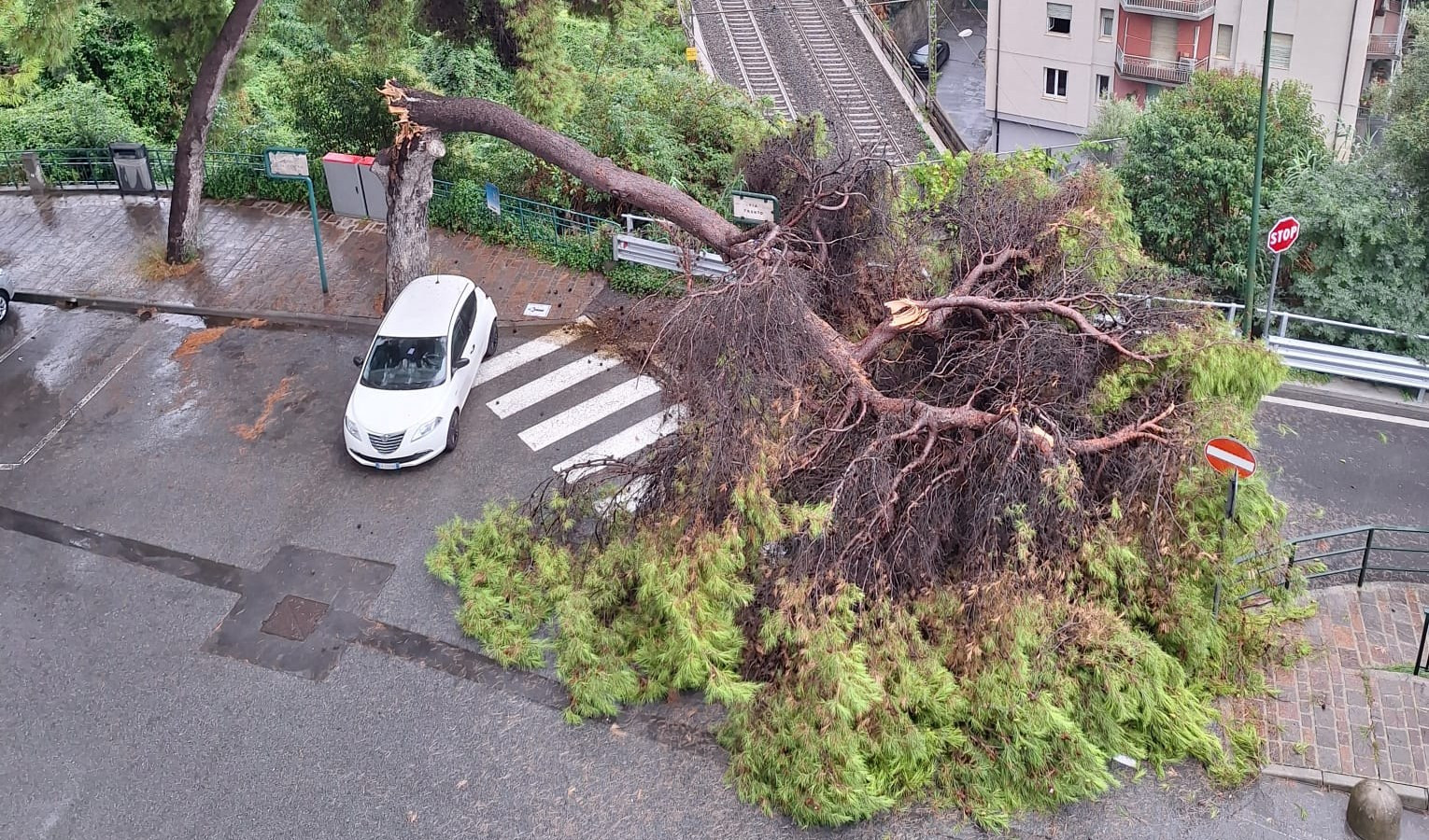 Arenzano, cade albero in via Trento: rimosso dai vigili del fuoco