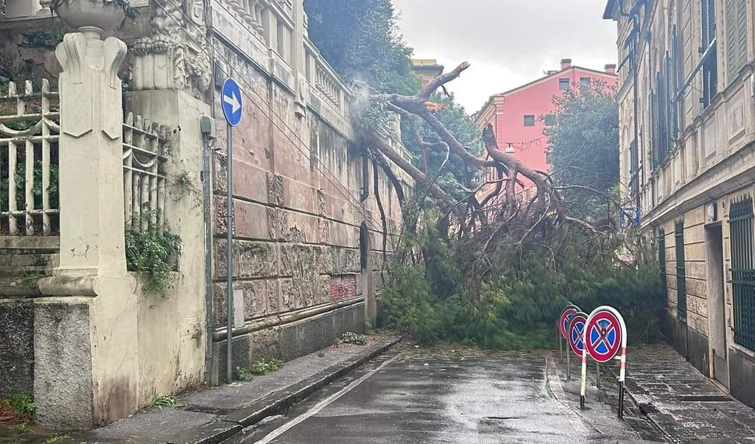 Cade albero, chiusa via Capolungo a Nervi