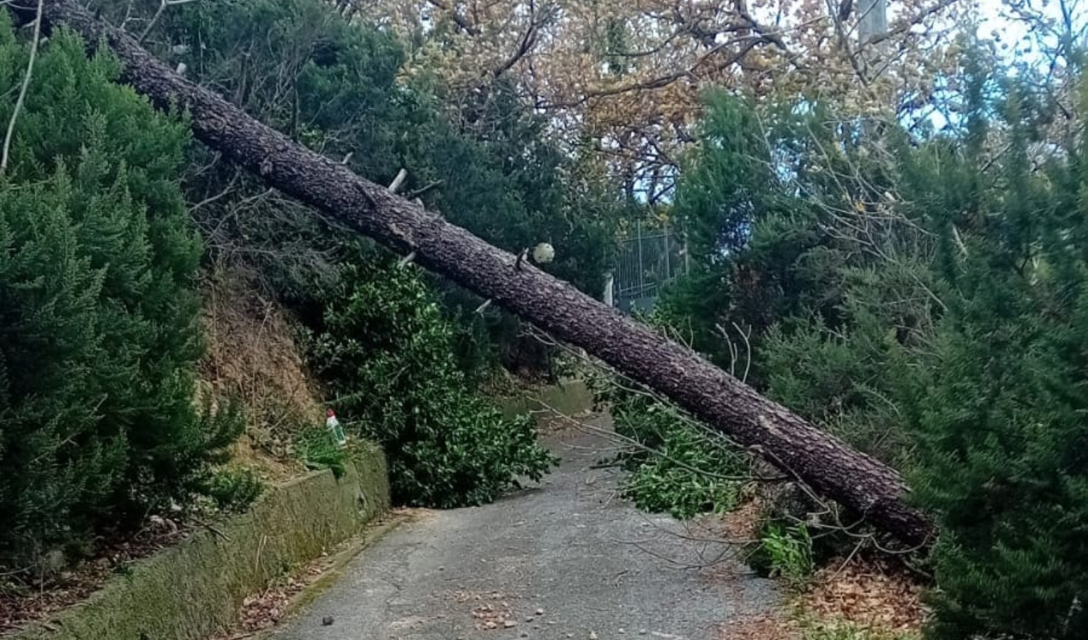 Albero nella strada