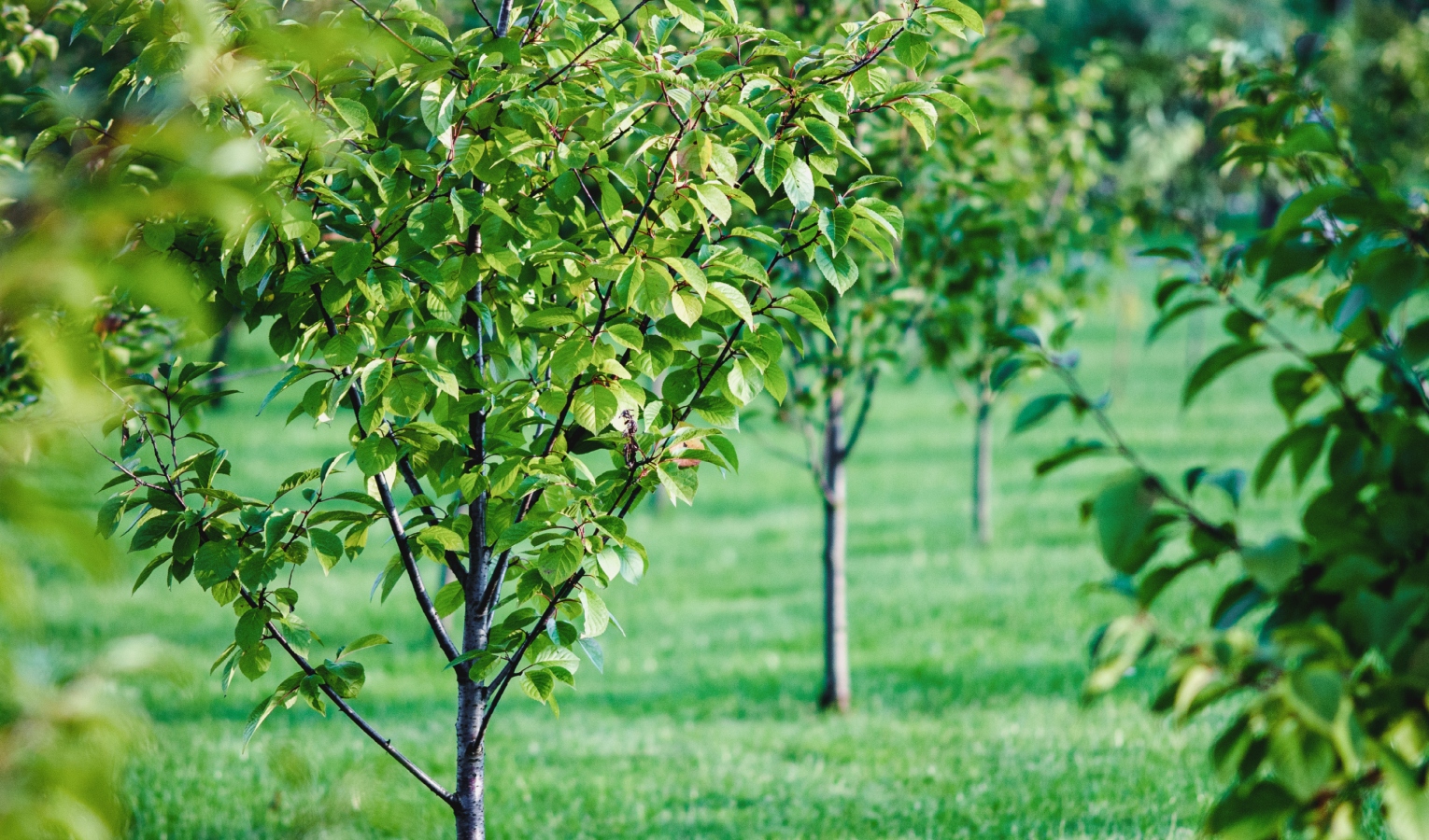 Università popolare - Qual è il periodo migliore per piantare alberi da frutto?