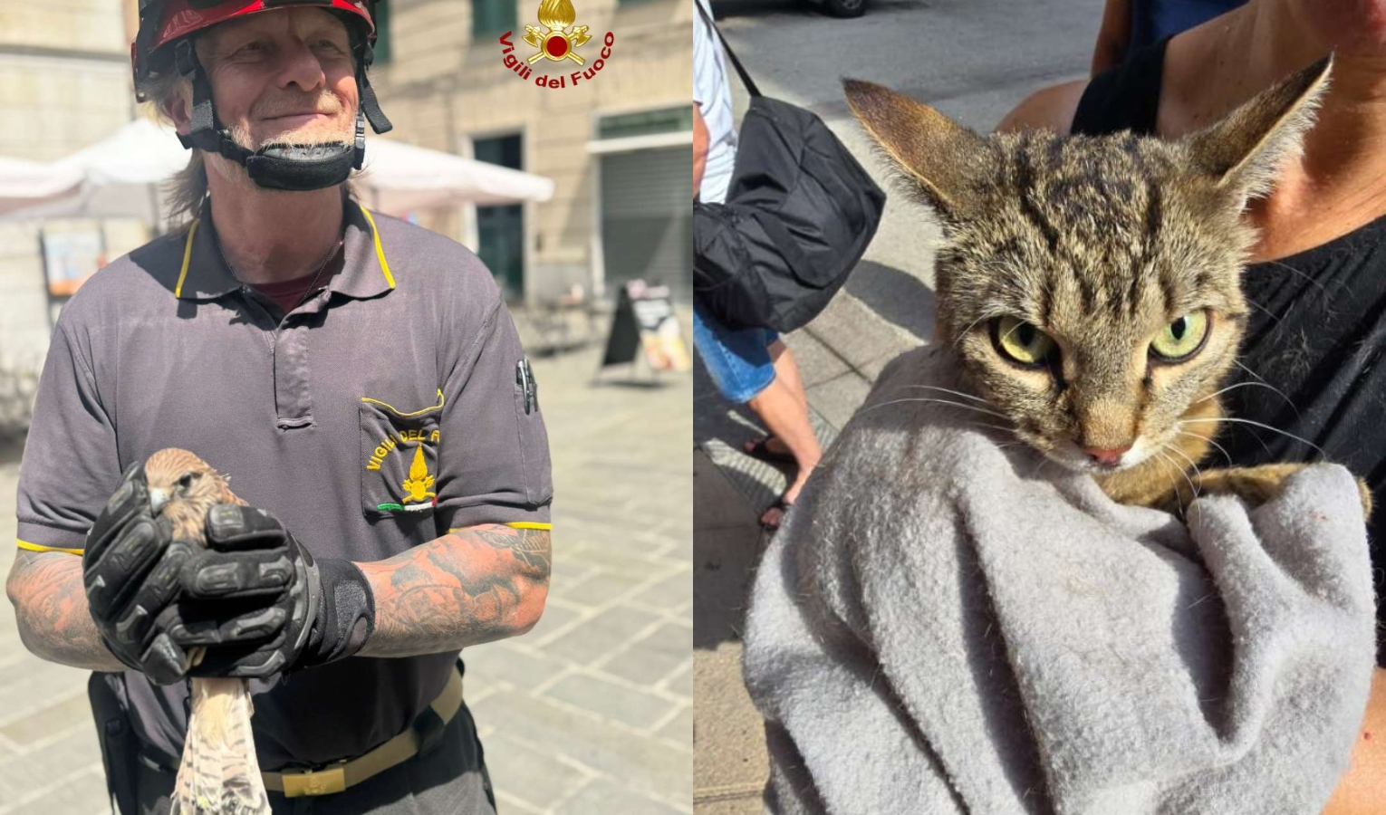 Un gattino nel cofano di un'auto e un falco sulla cattedrale di San Lorenzo salvati dai pompieri