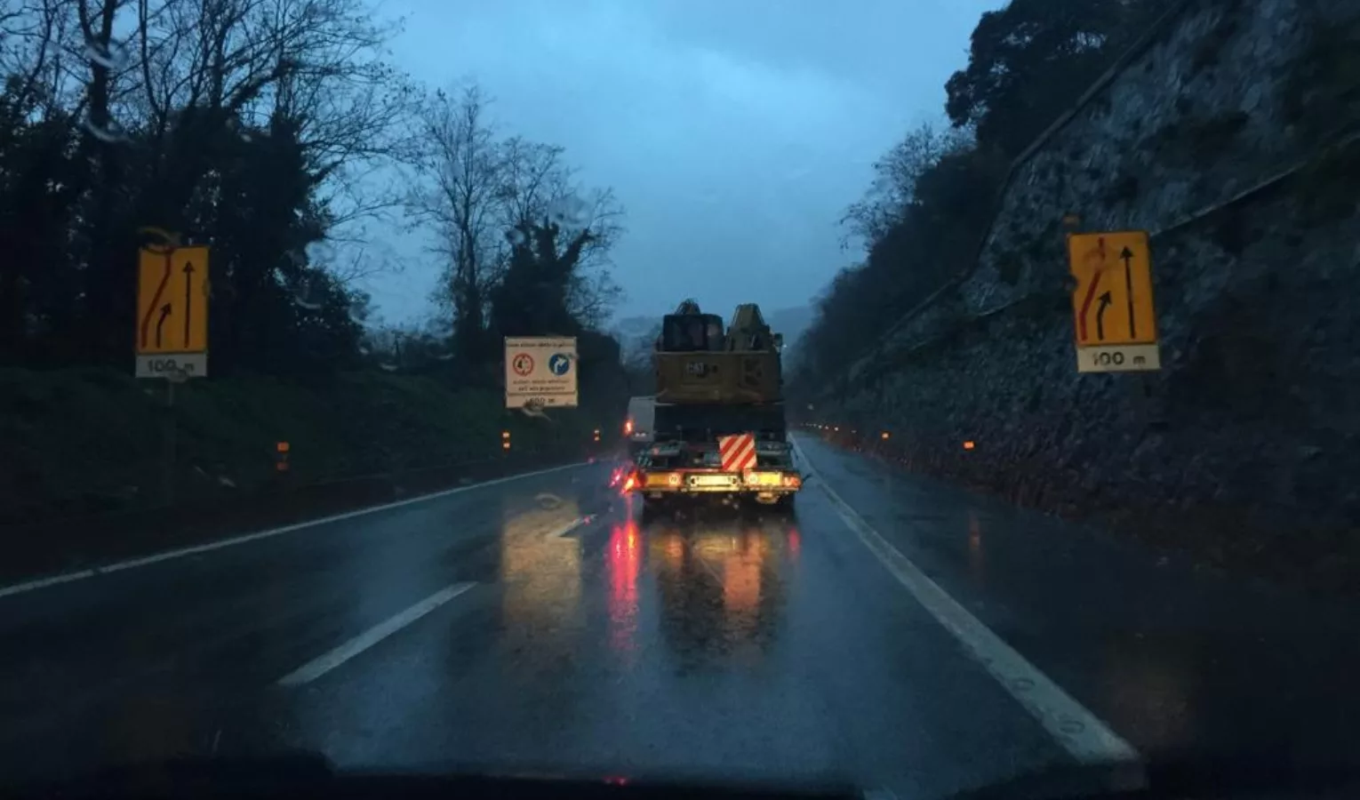 Cimice dell'olmo  al via il monitoraggio in corso Dante