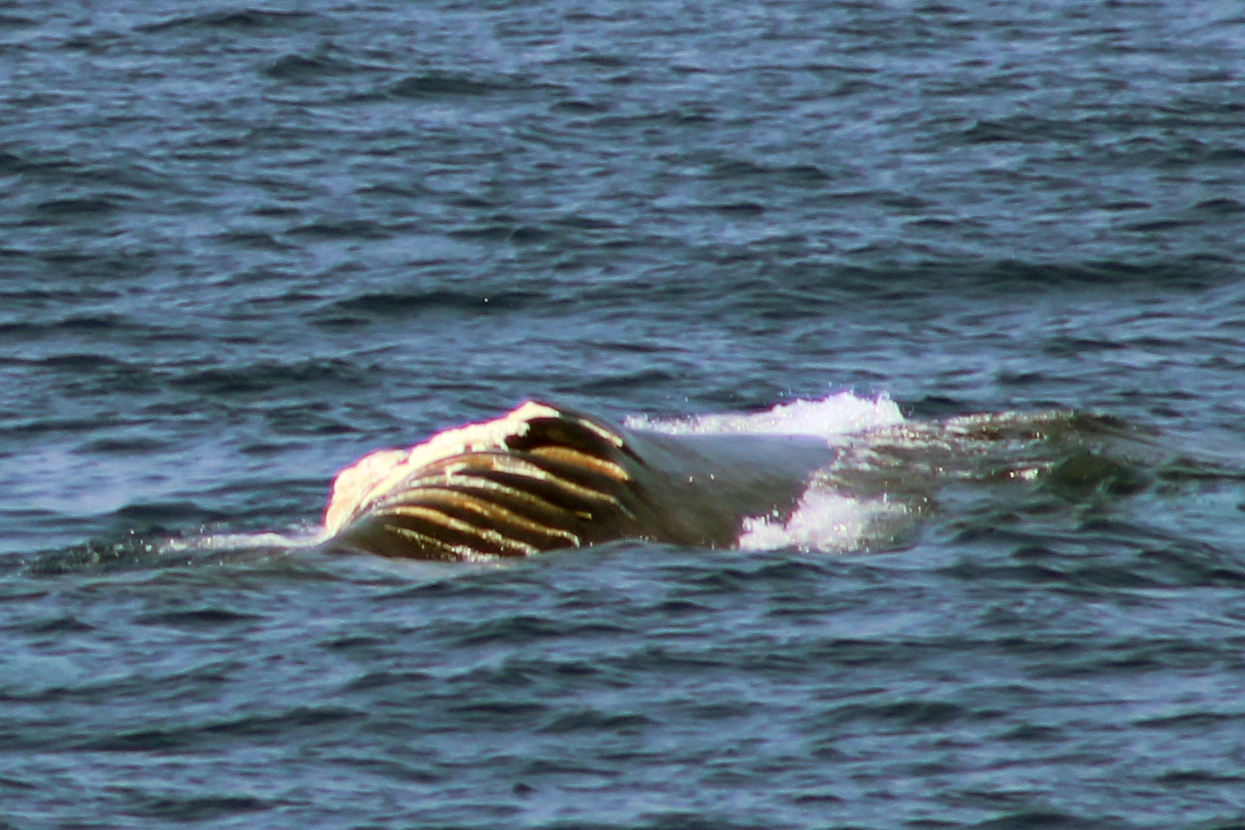 Balenottera ferita al largo di Andora: lacerata da un'elica di una nave nel Santuario Pelagos