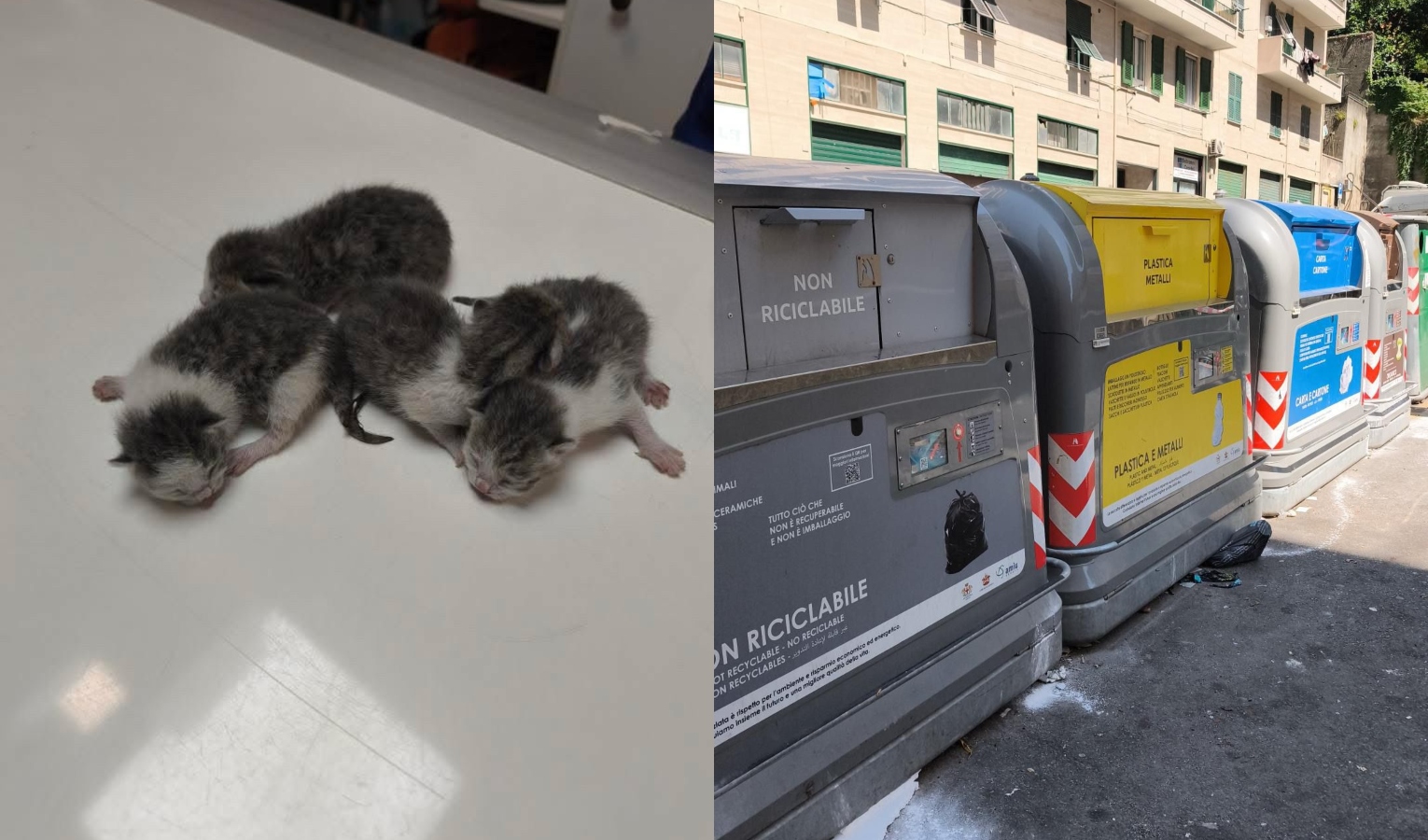 Gattini chiusi in un sacchetto nel bidone della spazzatura: salvati da un passante