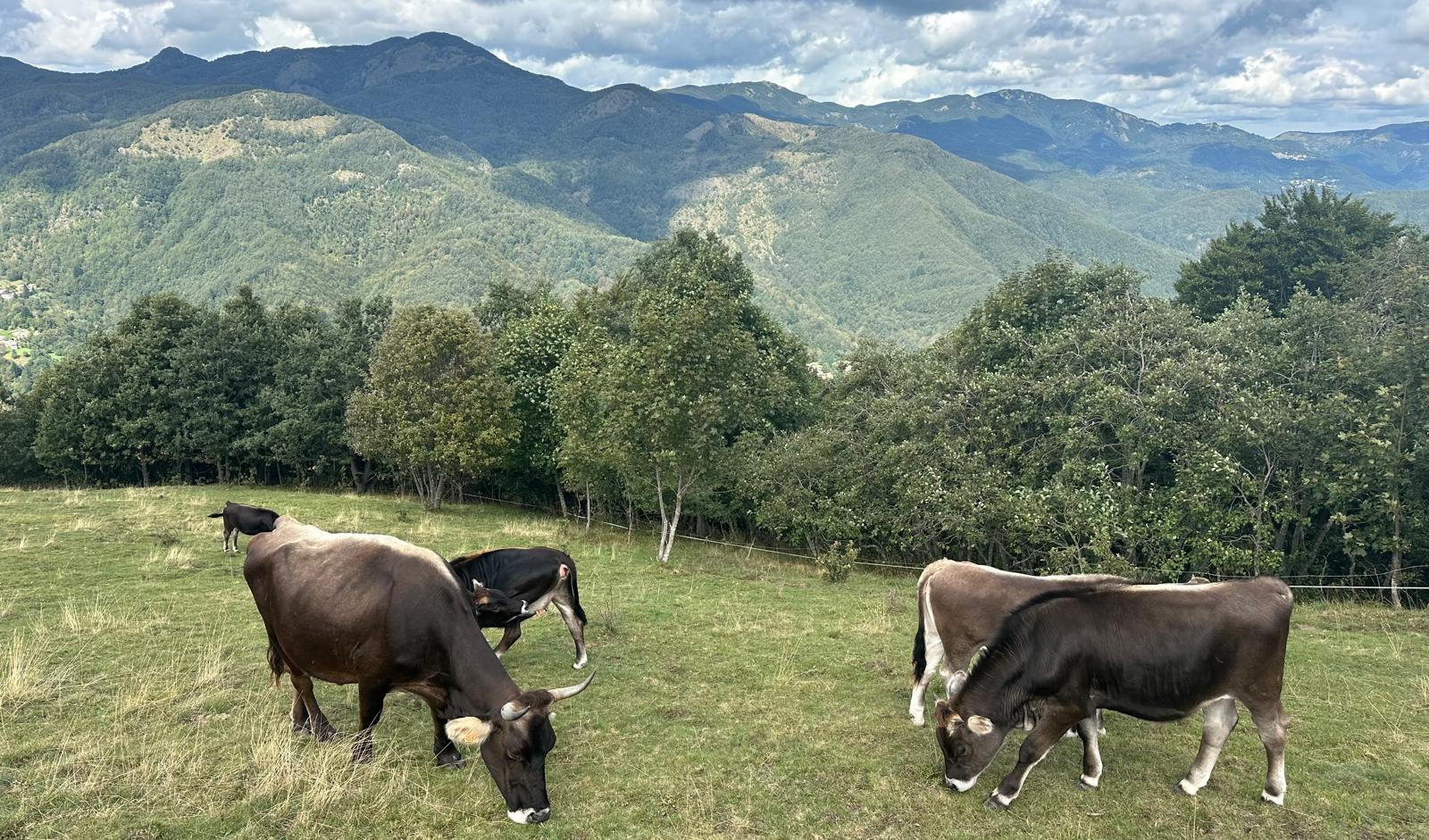 Mucche cabannine e formaggi tipici nei borghi rurali in 