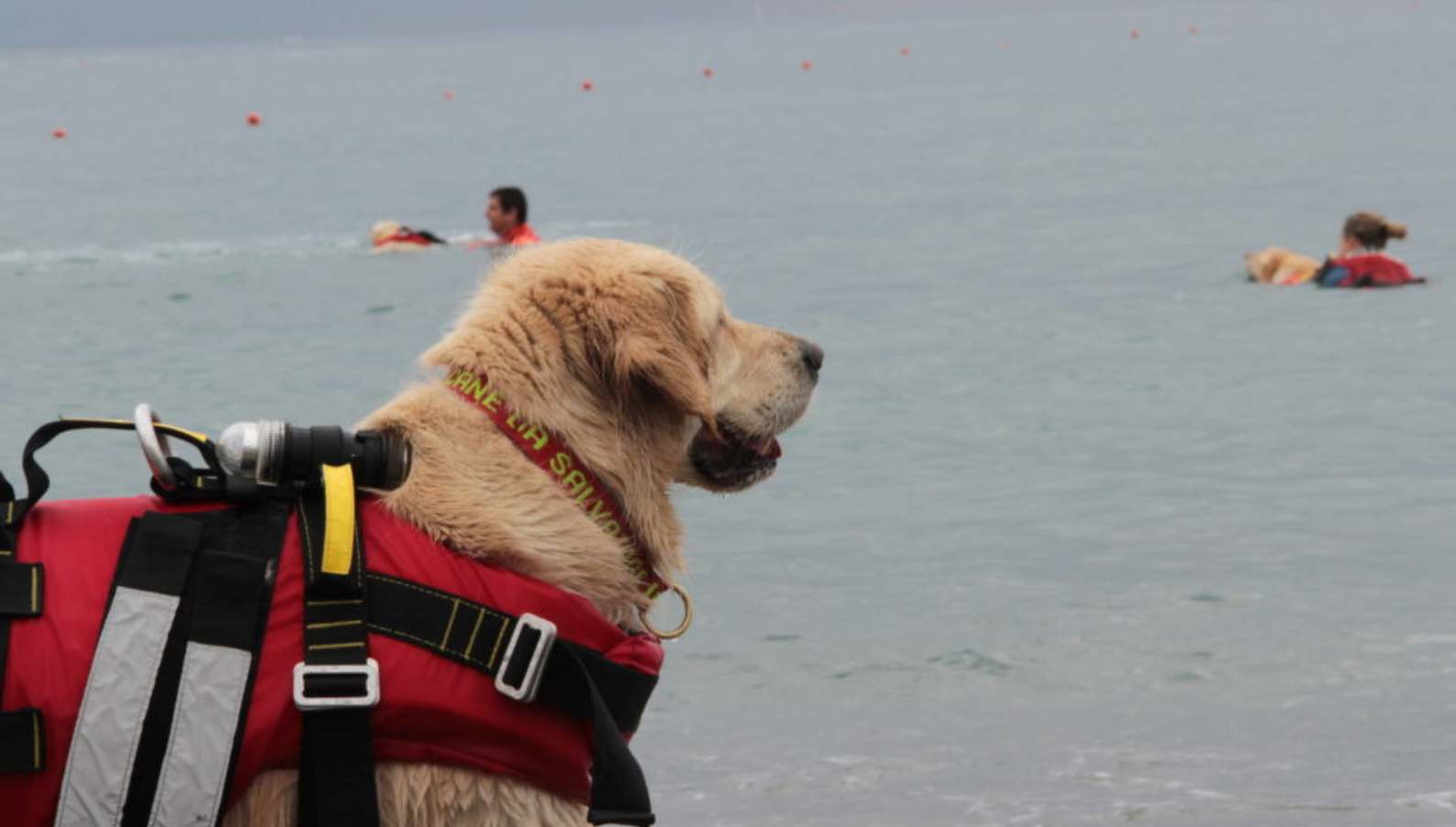 Cani bagnino salvano bimbo in difficoltà in mare