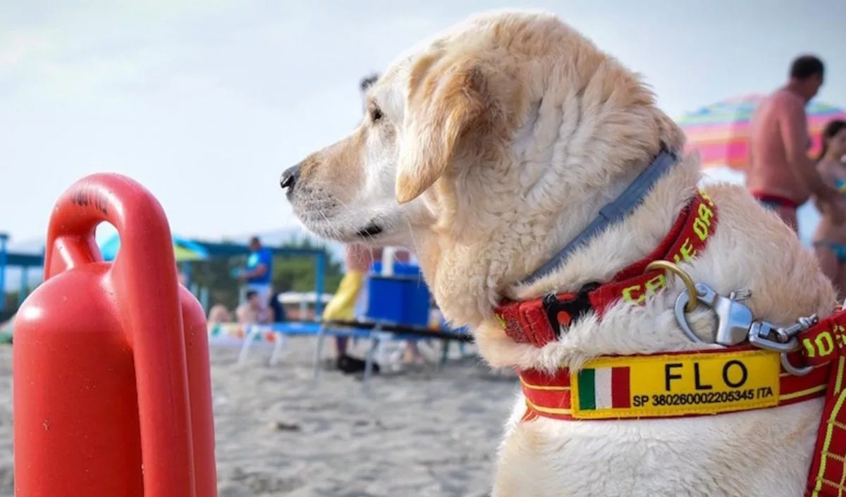 Genova, a Voltri da oggi spiagge più sicure: tornano i cani bagnini