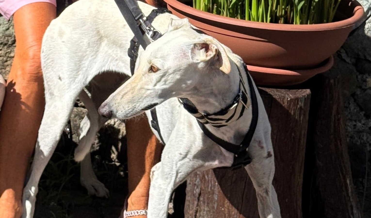 Levriero appena adottato scappa a Celle Ligure: ricerche in corso. L'appello per ritrovarlo