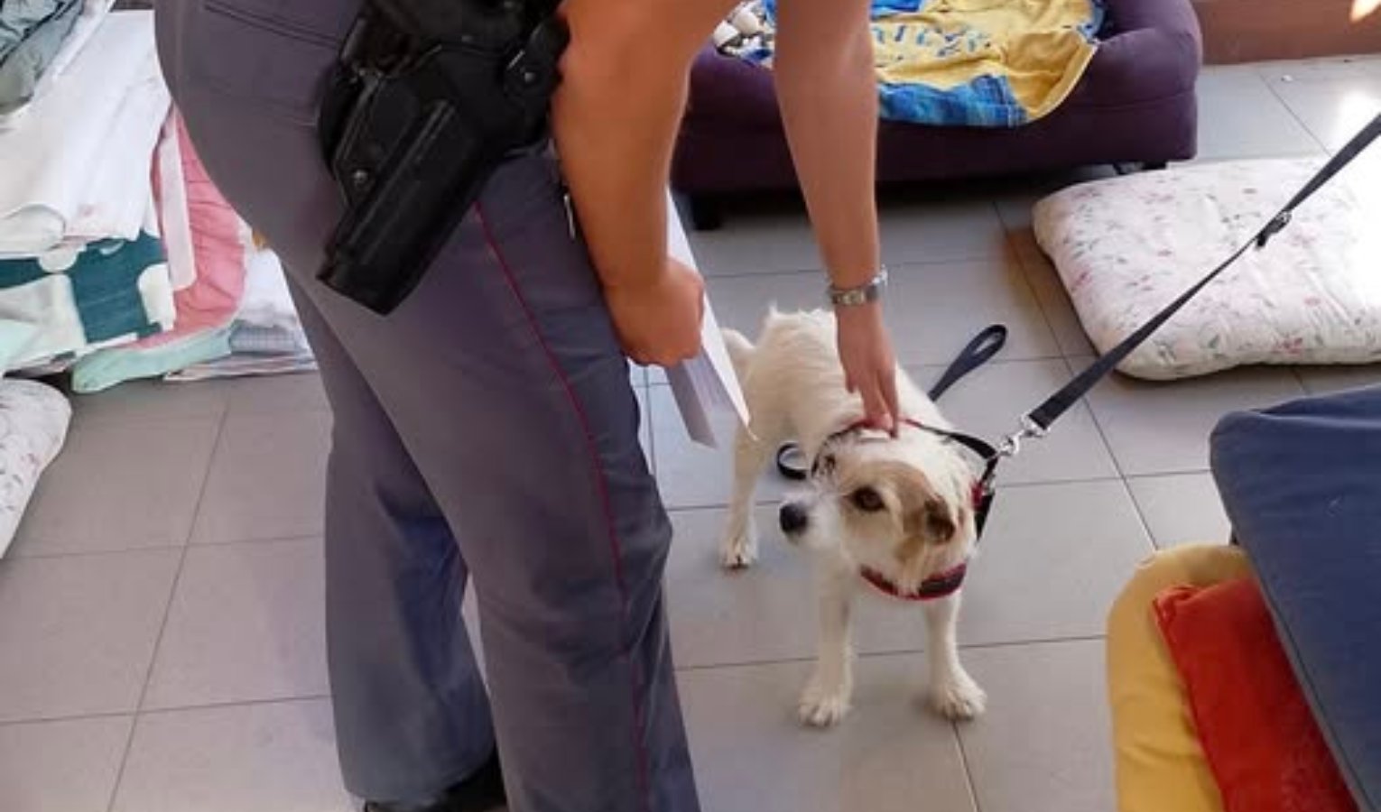Correva spaventata lungo la strada, la cagnolina Stella salvata dalla polizia di Genova