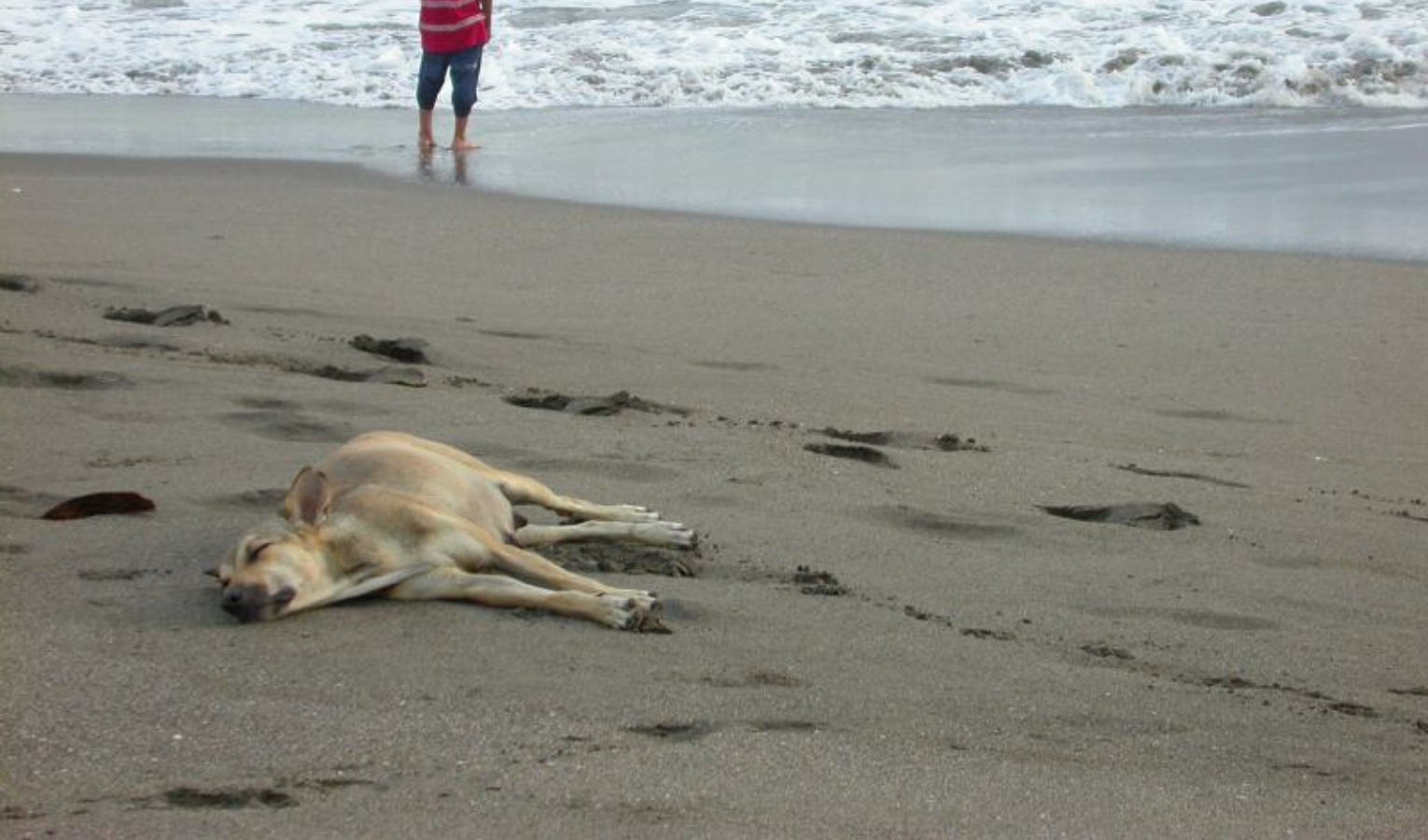 Emergenza caldo, i consigli per proteggere gli animali dal colpo di calore