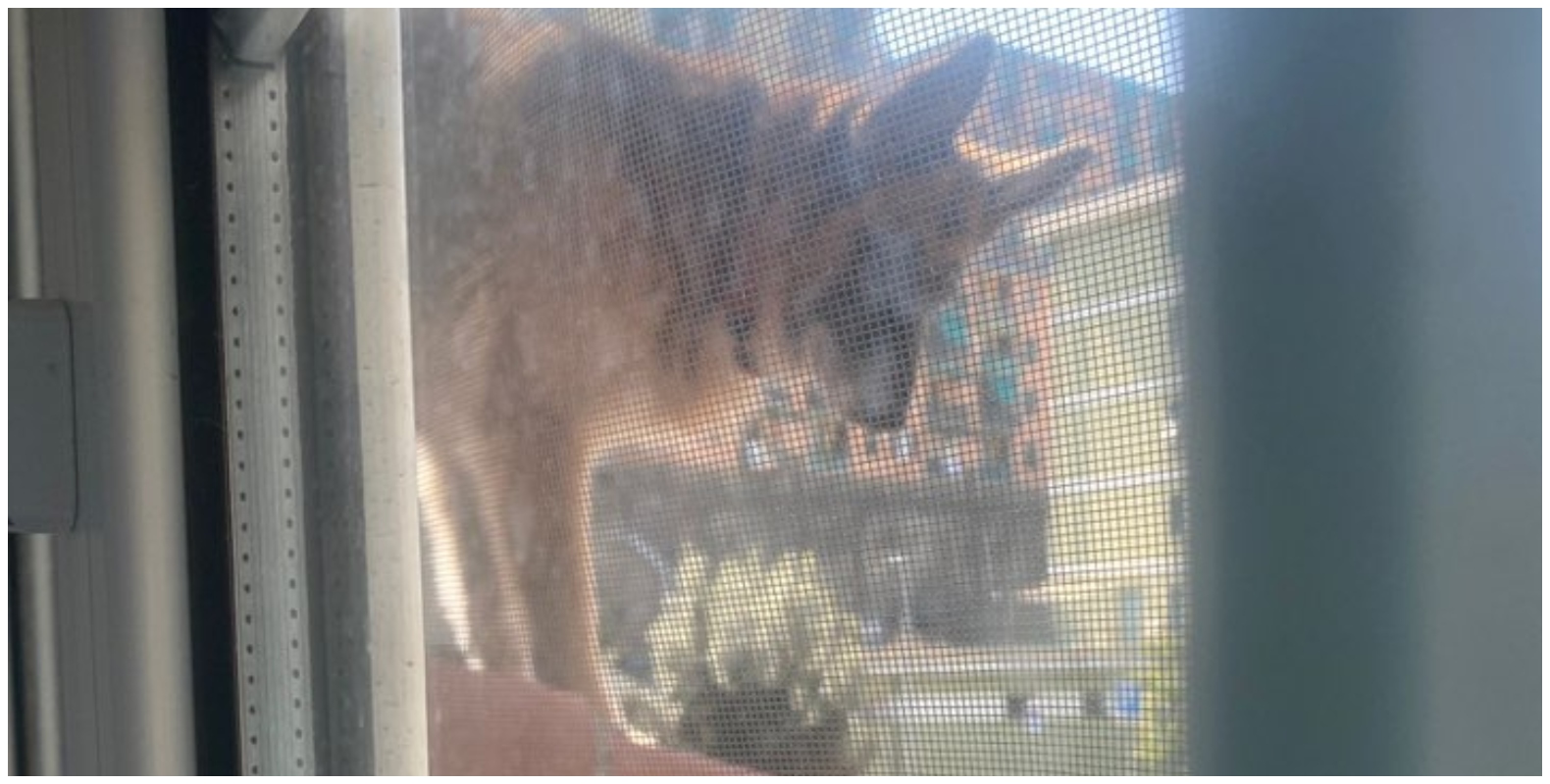 Cane lasciato su tetto a Quezzi salvato da Croce gialla e vigili del fuoco