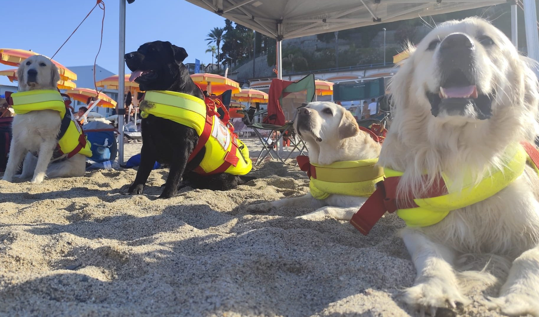 Prevenzione annegamento, ecco chi sono i cani bagnino sulle spiagge della Liguria
