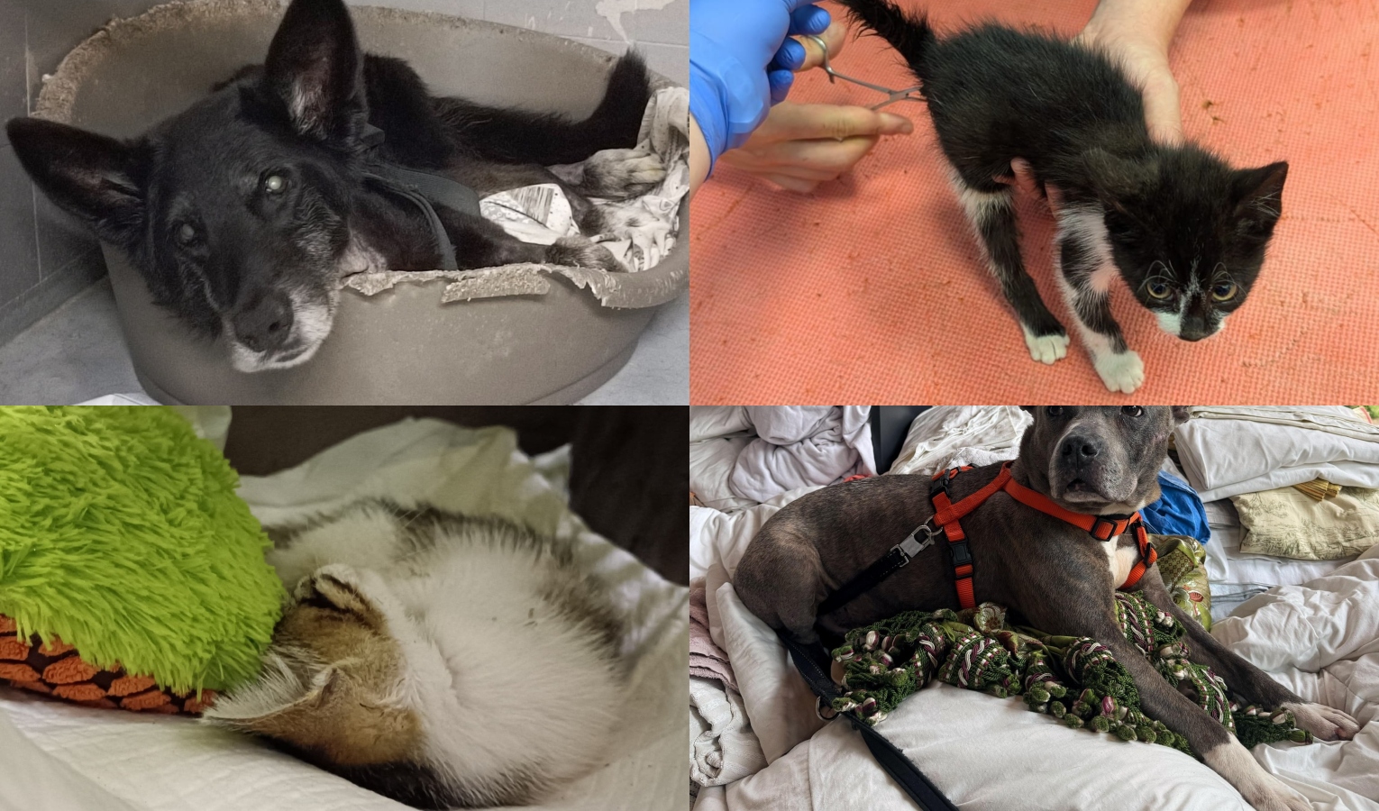Sempre più cani e gatti bisognosi di cure, emergenza al canile di Genova