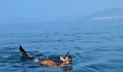 Capriolo cade in mare a Sestri Levante, salvato dalla Capitaneria