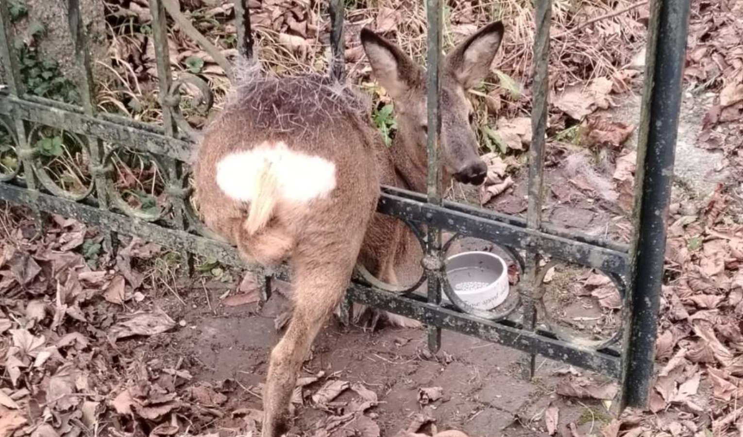 Capriolo resta incastrato in un cancello, salvato e liberato dai vigili del fuoco