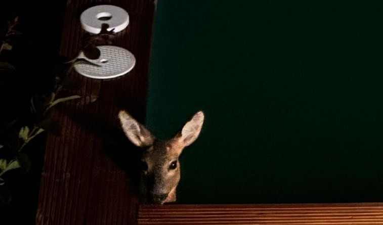 Capriolo cade in piscina, i Vigili del Fuoco lo salvano