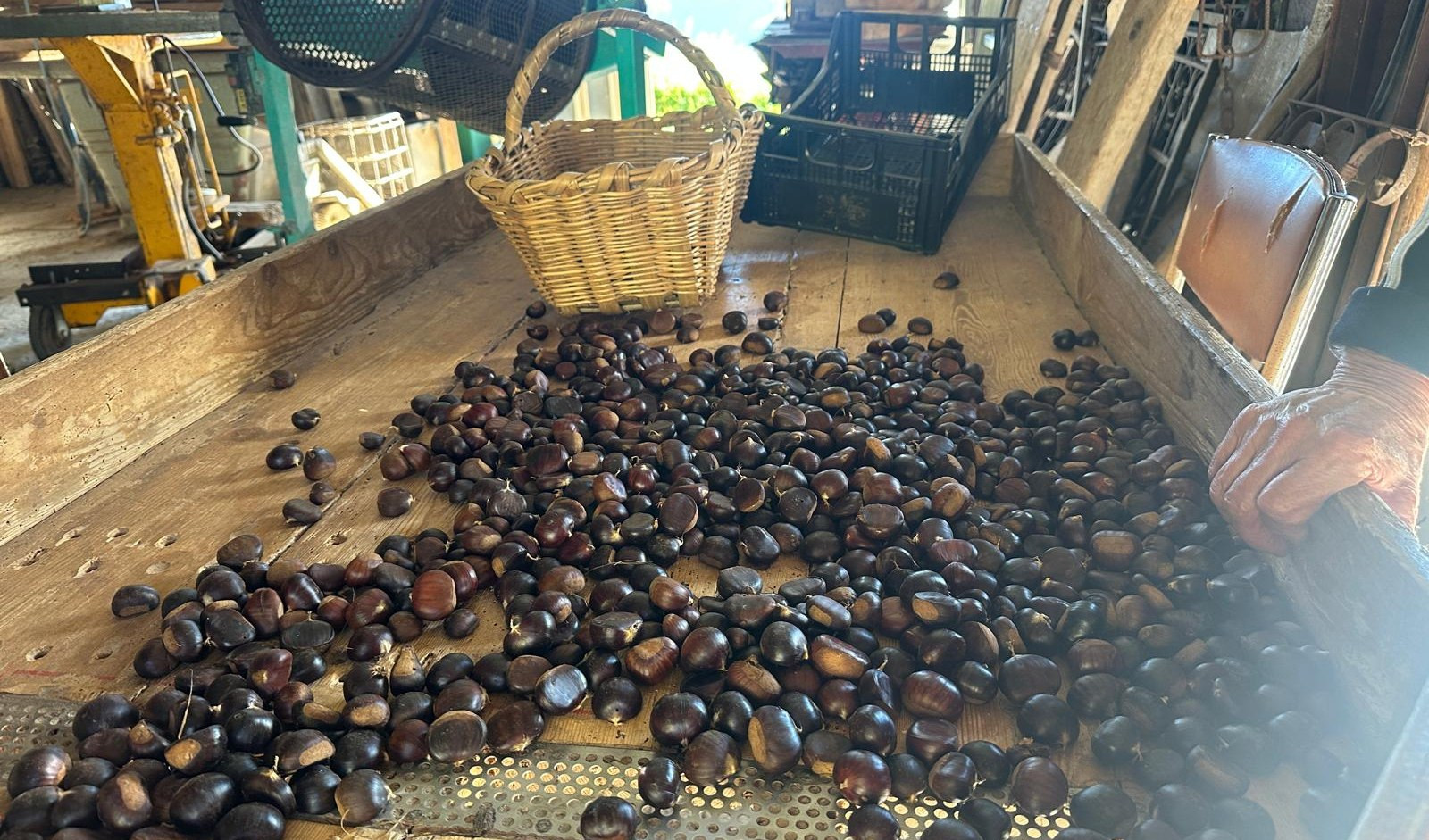 A Viaggio in Liguria speciale castagne: la raccolta, la lavorazione e le ricette