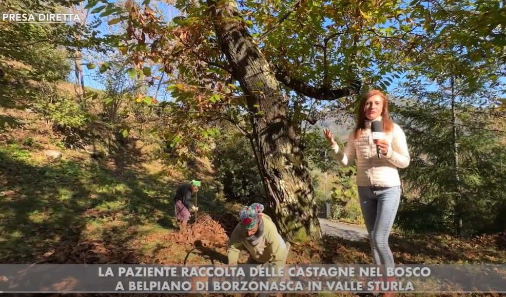 Le castagne dalla raccolta alla seccatura alla tavola in 