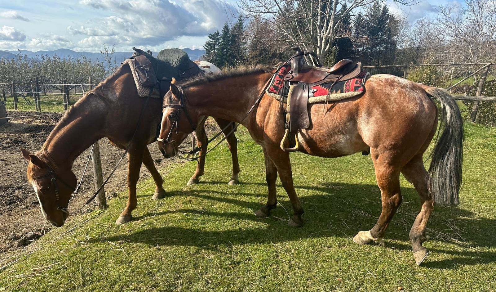 Due cavalli in un prato