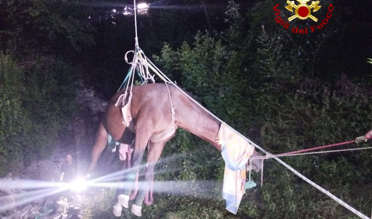 Serra Riccò, cavallo anziano cade in una scarpata: salvato