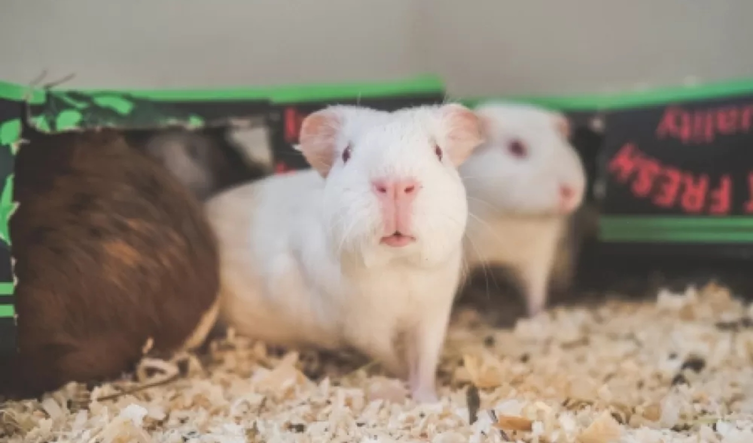Primocanile - Conigli, cavie e ratti: una seconda vita dopo il laboratorio