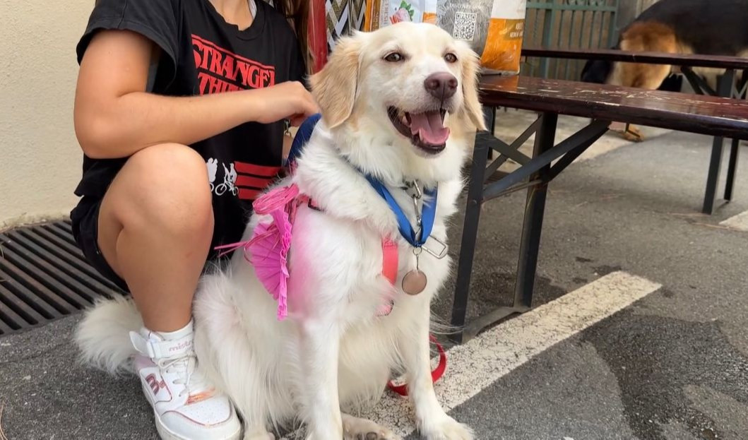 Mise in fuga i ladri da casa della padrona, a Charlotte uno dei premi 