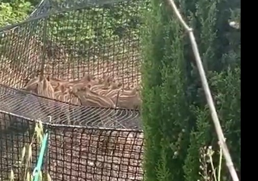 Animalisti, ecco video cinghialotti nelle reti prima di essere uccisi: