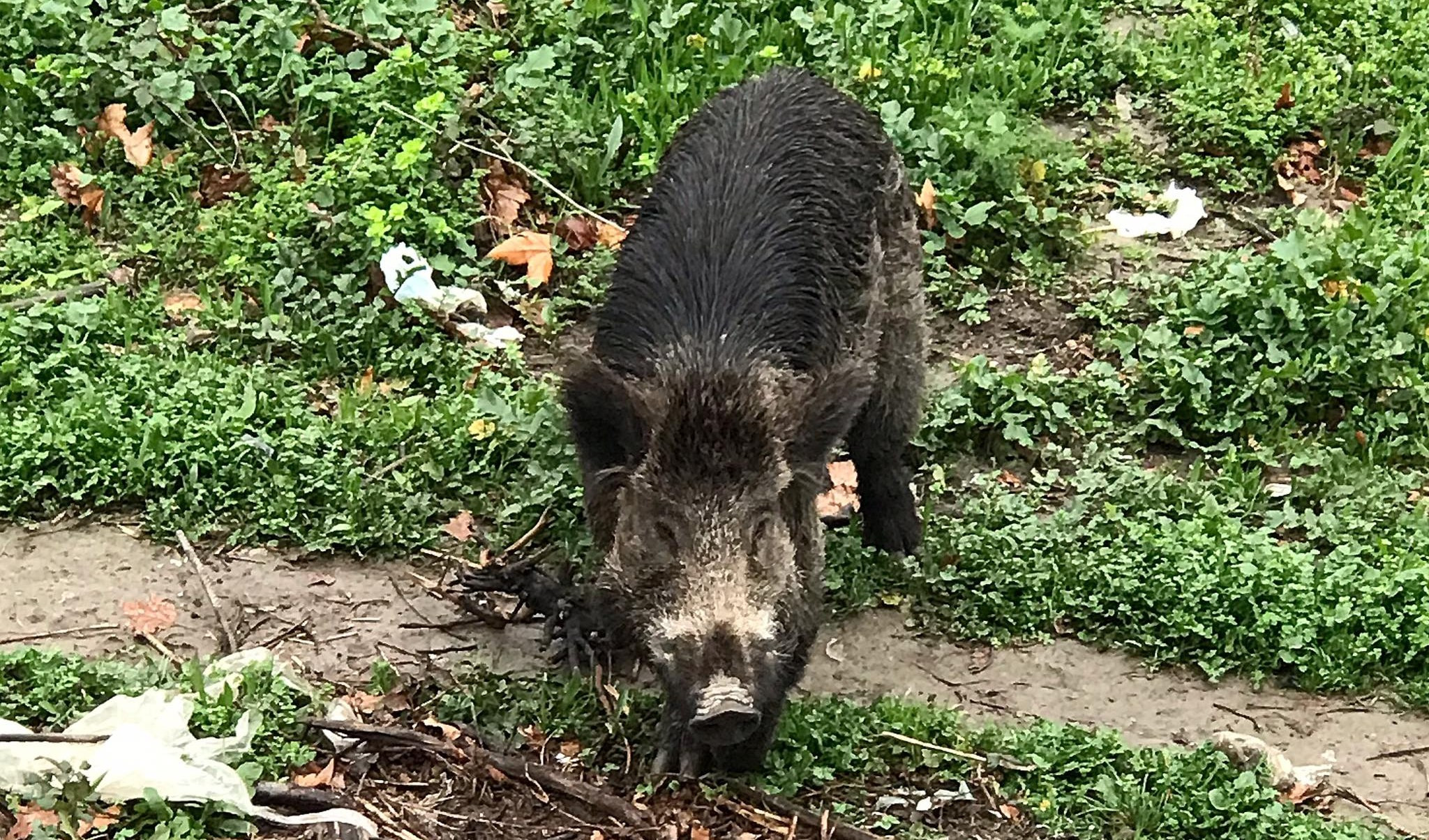 Moto contro cinghiale a Stella: un ferito all'ospedale