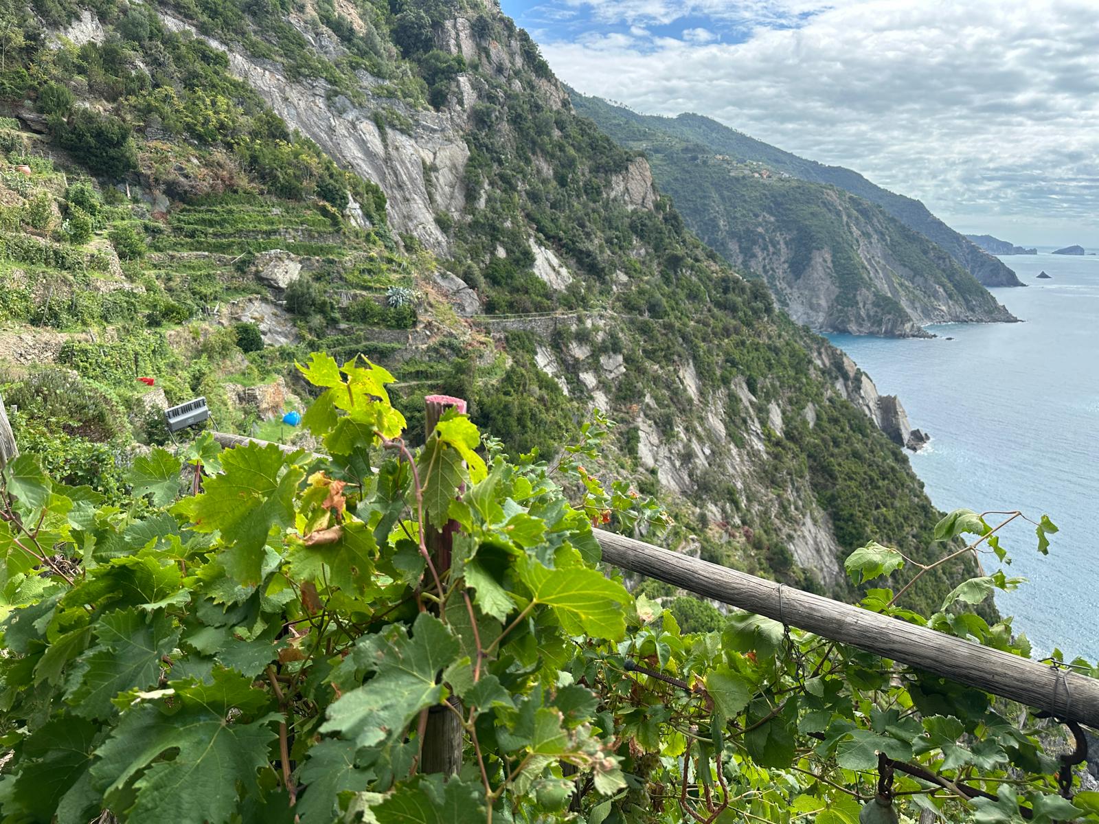 L'uva per la prima volta posata in fondo al mare, come facevano i Fenici