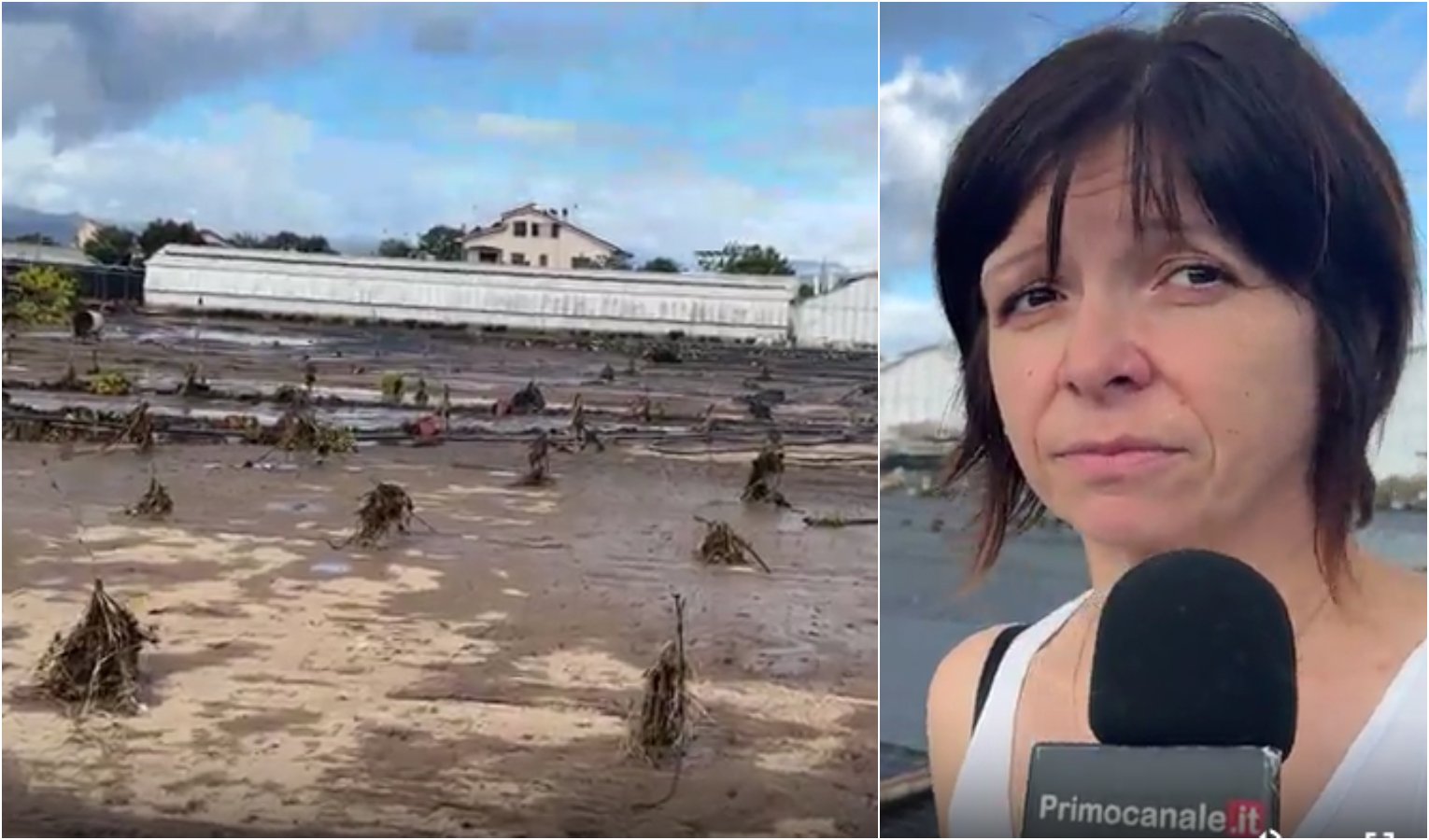 Albenga, l'acqua distrugge le coltivazioni:  Aziende in ginocchio  