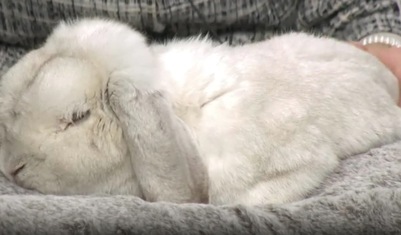 Un coniglio dorme su un tappetino 