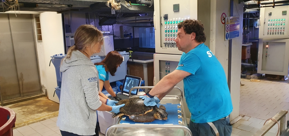 Tartaruga salvata al largo di Genova in cura all'Acquario