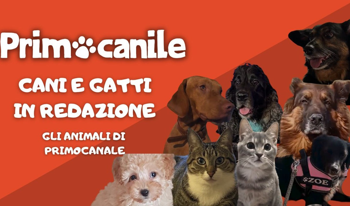 Primocanile - Cani e gatti in redazione, gli animali di Primocanale