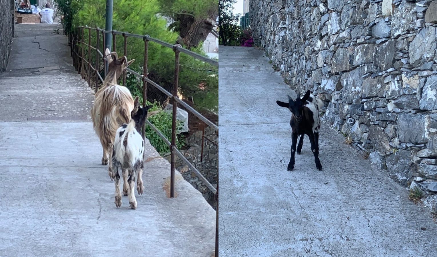 Da San Rocco a Punta Chiappa, la passeggiata di una famiglia di caprette