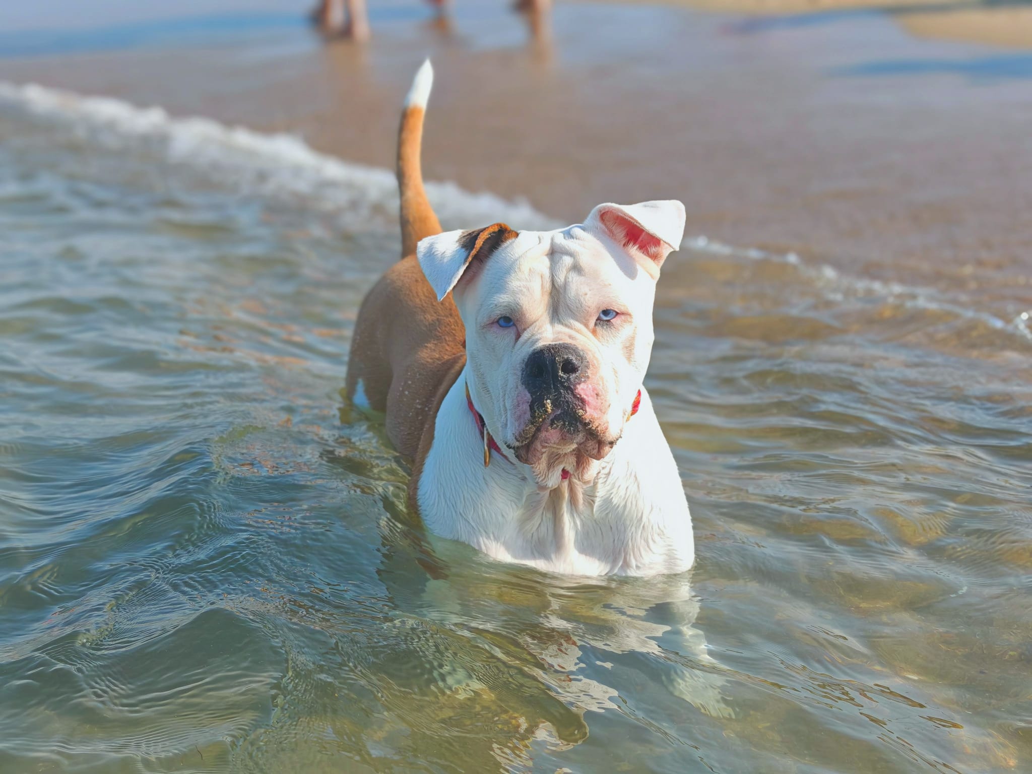 Fiona, 7 anni e in salute: perché il cane Linneo è sparito da Blanca