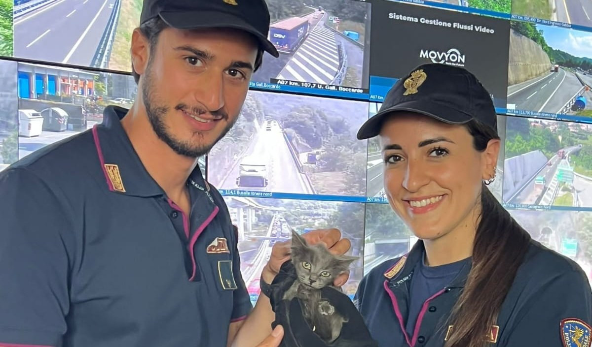 Gattino salvato in autostrada: già adottato da due bimbe