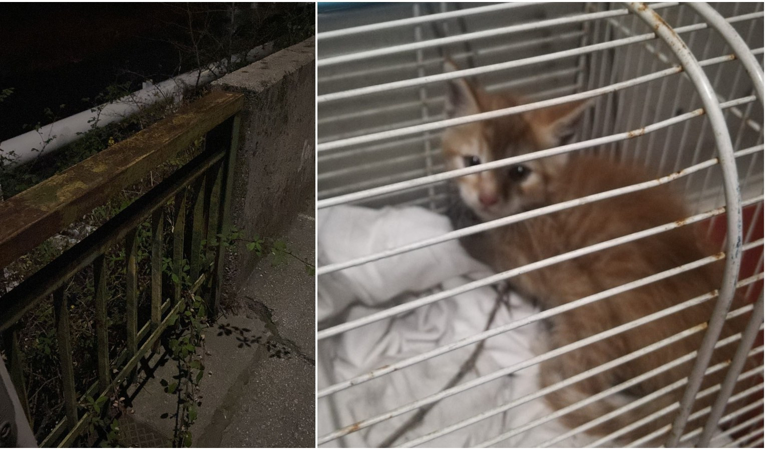 Genova, gattino incastrato nel muro: salvato dai vigili del fuoco