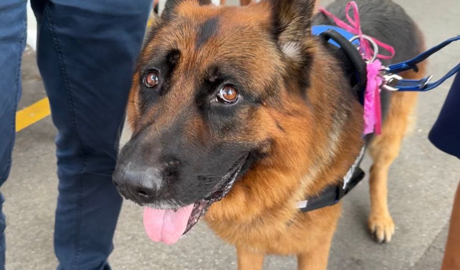 Salvò la sua padrona alla deriva sul materassino, a Giulio premio Fedeltà del cane