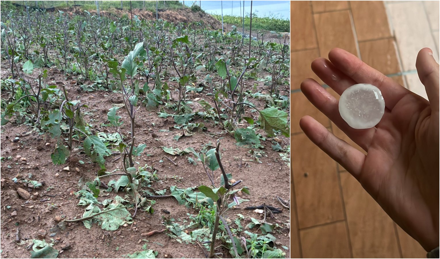 Chicchi di grandine grandi quanto un uovo, completamente distrutte le coltivazioni orticole