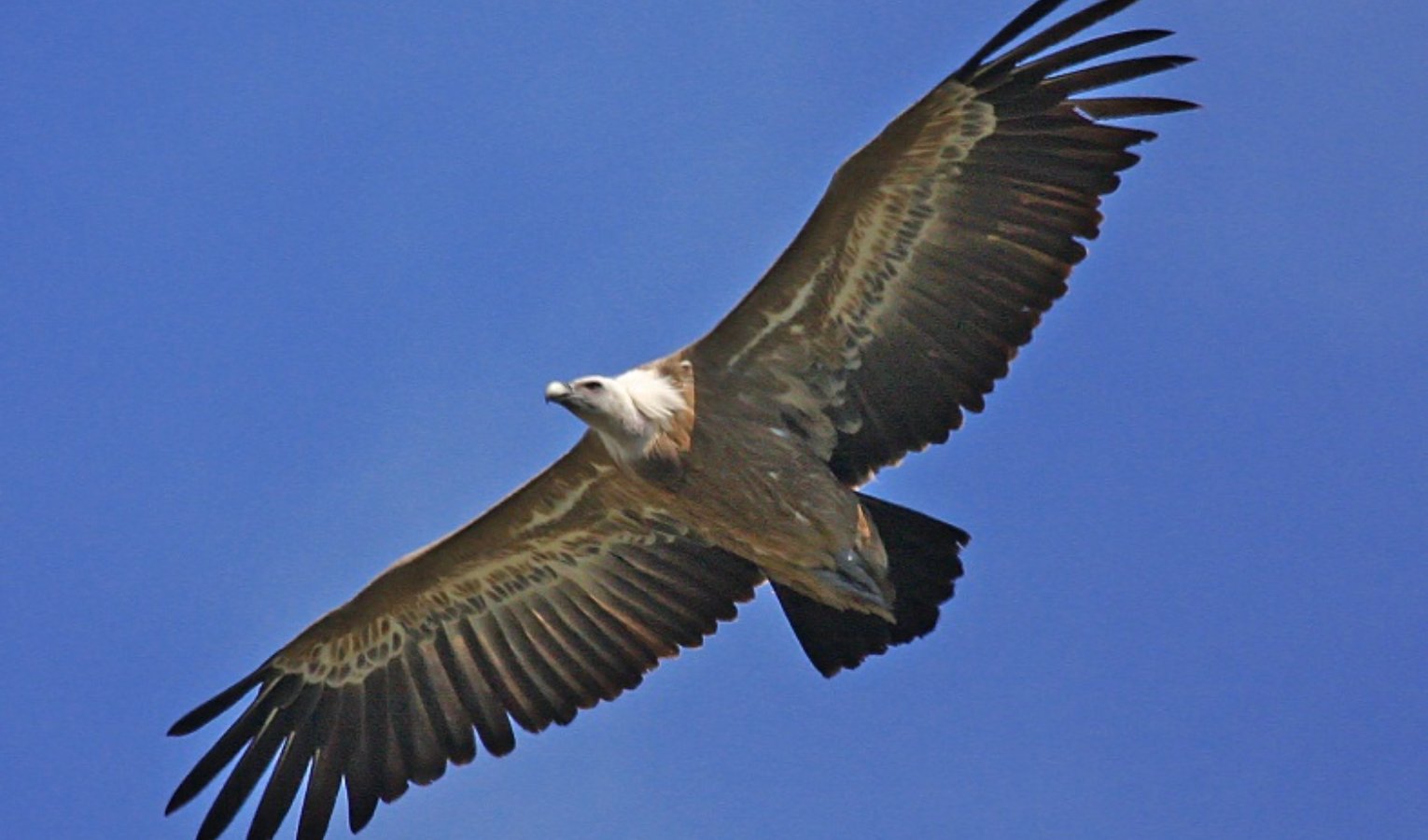 Dopo anni di assenza, il Grifone torna a volare nelle Alpi Liguri