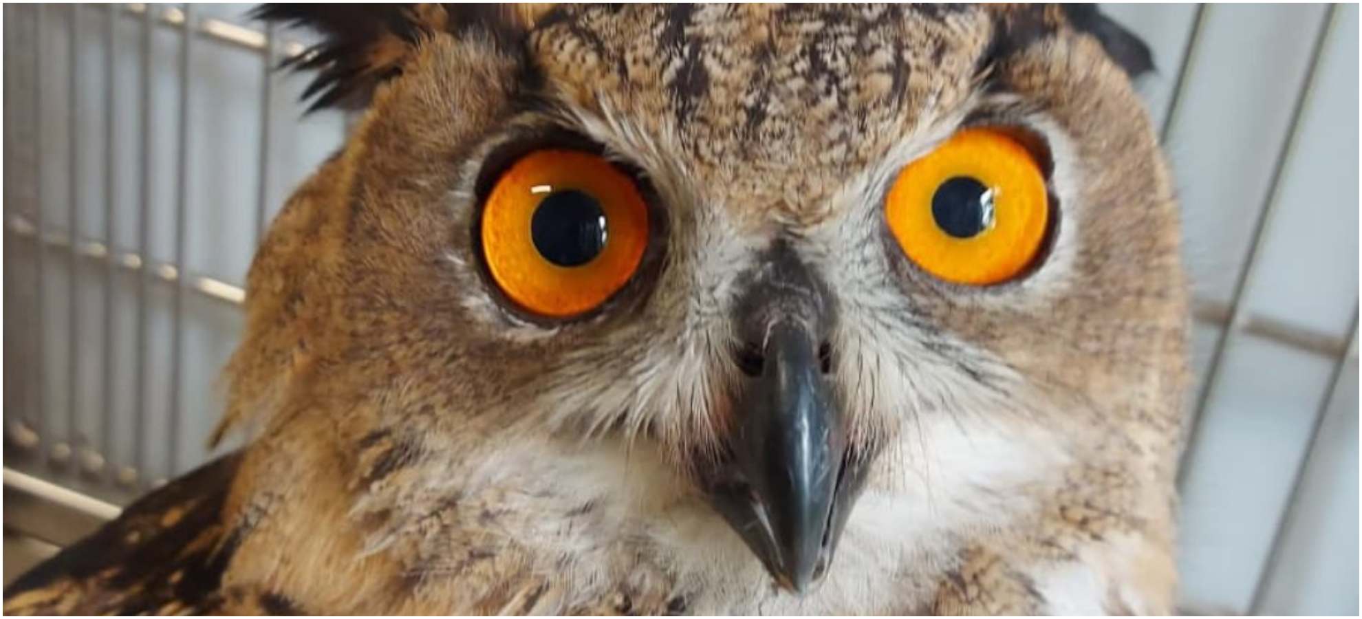 Terzo gufo reale all’Enpa di Genova: salvato dopo la tempesta di fulmini, è record